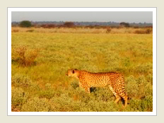 Botswana cheetah